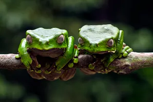 Что такое терапия камбу, или Зачем люди вводят в лимфу яд амазонской лягушки