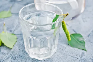 Почему березовый сок — новый эликсир молодости