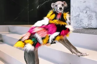 Знакомьтесь: Tika the Iggy — ваш новый любимый модный инфлюенсер