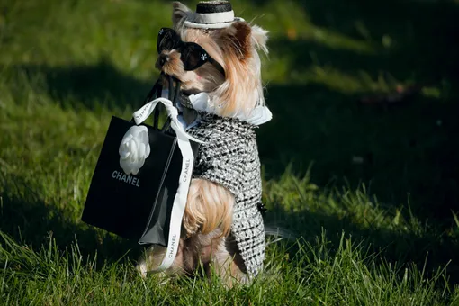 Йоркширский терьер в Chanel, Мирослава Дума в Prada и другие гости недели моды Йоркширский терьер в Chanel, Мирослава Дума в Prada и другие гости недели моды