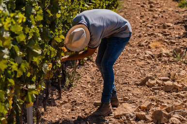 Если отдых — это смена деятельности, то смело меняйте работу на сбор винограда на Сардинии