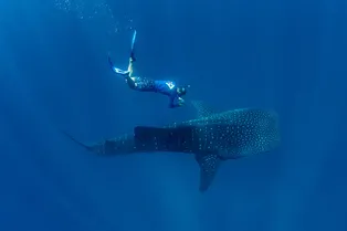 Blancpain запустил сразу два проекта по сохранению Мирового океана