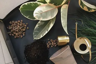 Домашний огород: как вырастить ароматную зелень на подоконнике