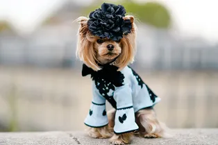 Встречайте: ваши новые любимые инфлюенсеры. Да, это собаки!