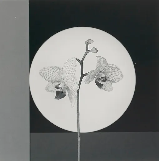 Mapplethorpe Robert Orchid. 1988. Частная коллекция Марианны Сардаровой