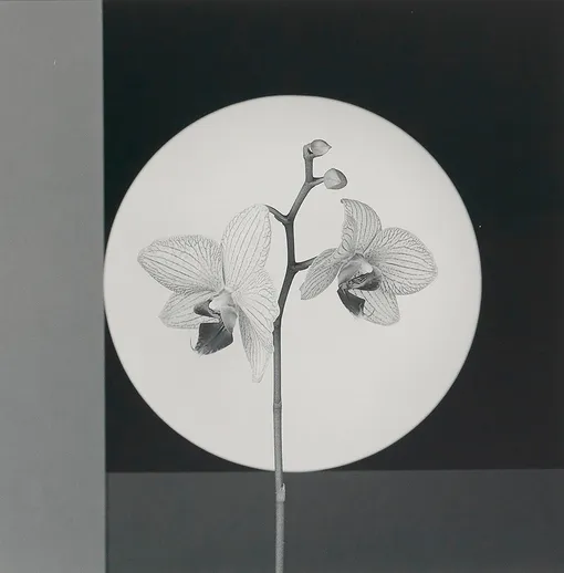 Mapplethorpe Robert Orchid. 1988. Частная коллекция Марианны Сардаровой Mapplethorpe Robert Orchid. 1988. Частная коллекция Марианны Сардаровой