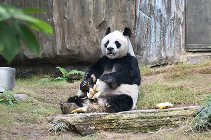 В Гонконге умерла самая старая в мире панда. Ан Ану было 35 — или 105 лет в пересчете на человеческий возраст