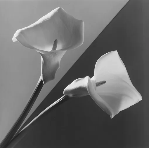 Robert Mapplethorpe. Calla Lily. 1988. Частная коллекция Марианны Сардаровой Robert Mapplethorpe. Calla Lily. 1988. Частная коллекция Марианны Сардаровой