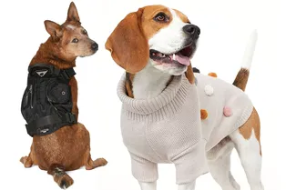 Что подарить питомцу на Новый год: 10 подарков, которые вызывают умиление