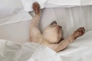 Полезно ли спать без подушки?