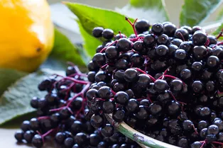 Натуральная помощь иммунитету: почему стоит добавить бузину в свой рацион