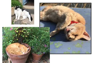 Чтение на вечер: художница Шэрон Кивленд вспоминает дни изоляции и свой необычный досуг в эссе «Я читаю Селесте»