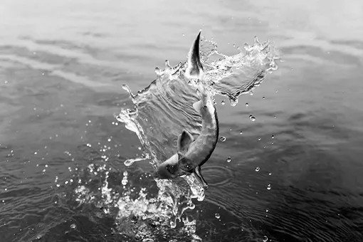 «Икорная» вечеринка в Монако