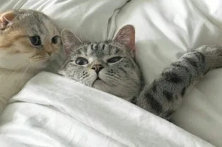 Как проснуться довольной и счастливой: 6 шагов