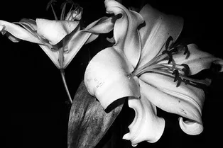 Saint Laurent представят новый арт-проект