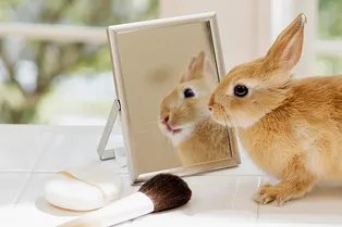 Что такое веганская косметика. Разбираемся в тонкостях бьюти-этики