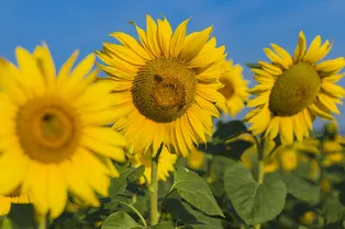 3 причины включить в рацион подсолнечные семечки