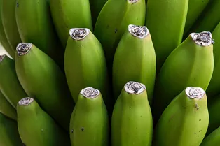 Чем полезны бананы