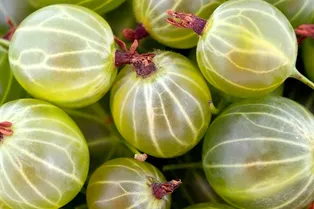 Чем на самом деле полезен крыжовник