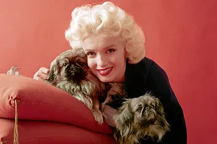 Гороскоп на 2018 год: чего ждать от года Собаки