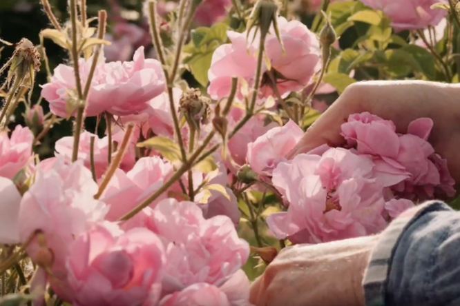 Chanel показал, как собирают цветы для изготовления ароматов