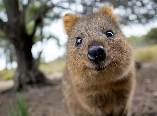 Квокка Квокка