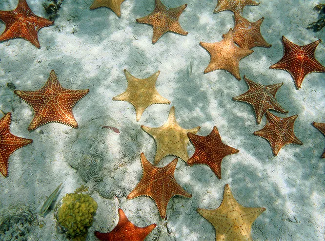 Морские звезды, которых на Эльютере легко можно ловить руками