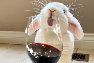 Красное, белое или розовое? Какое вино полезнее