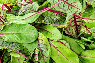 Листовая свекла — суперфуд среди овощей