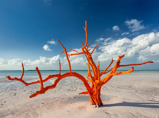 Дерево на мелководье, которое фигурирует в десятке модных съемок