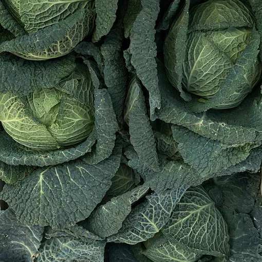 Фото: @josefinehj