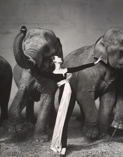 «Довима со слонами», The Symbol, сентябрь 1955