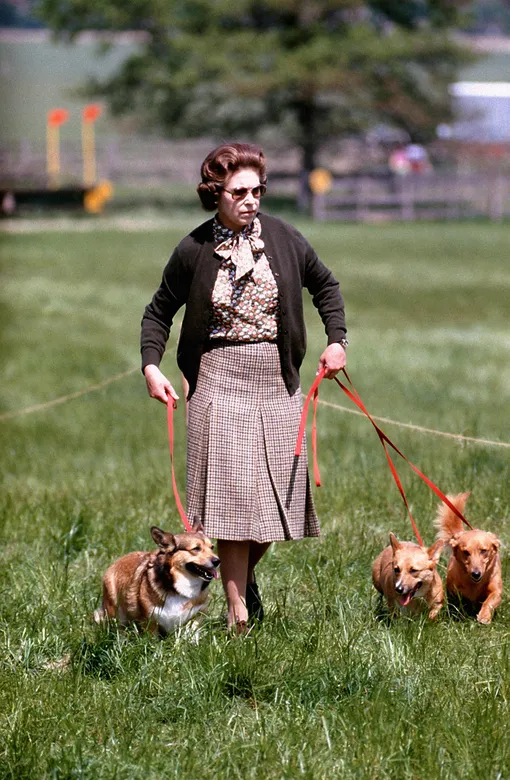 Елизавета II на прогулке со своими собаками, 1980