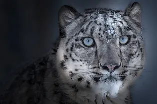 Shiseido поможет WWF сохранить популяцию снежных барсов — самых редких больших кошек во всем мире