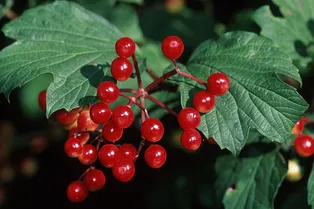 Чем на самом деле полезна калина