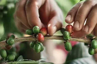 Кофейные сокровища в новой коллекции Nespresso