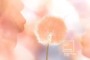Институт Pantone назвал главный цвет 2024 года Институт Pantone назвал главный цвет 2024 года