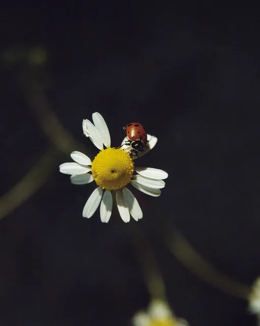 Фото из инстаграм-аккаунта (Социальная сеть признана экстремистской и запрещена на территории Российской Федерации) Chloé