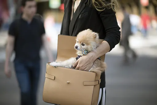 Street style недели моды в Нью-Йорке. День 7 Street style недели моды в Нью-Йорке. День 7