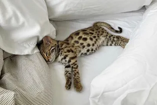 Учимся высыпаться: 17 правил, которые изменят качество жизни в лучшую сторону