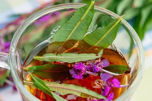 Чем полезен иван-чай?