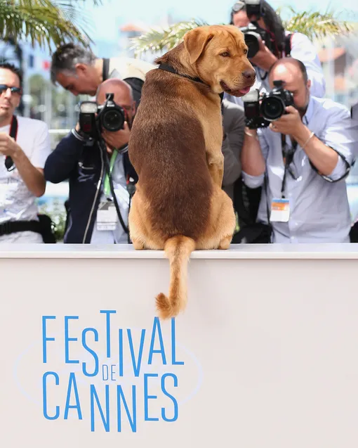 Пес Люк на фотоколле фильма «Белый бог», 2014