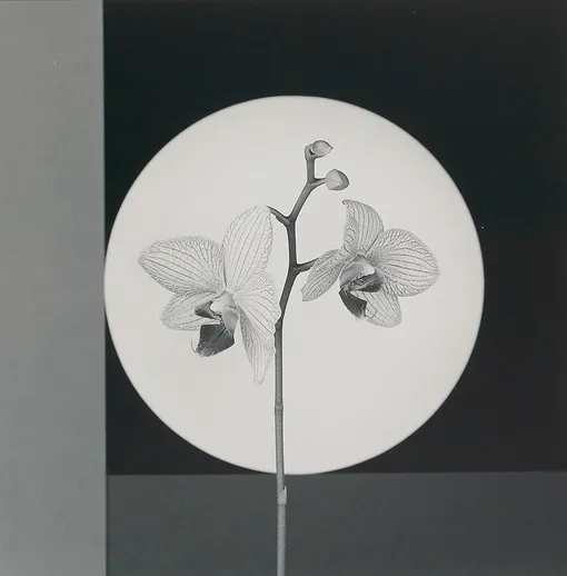 Robert Mapplethorpe. Orchid.1988. Courtesy Частная коллекция Марианны Сардаровой Robert Mapplethorpe. Orchid.1988. Courtesy Частная коллекция Марианны Сардаровой