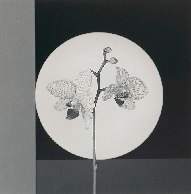 Robert Mapplethorpe. Orchid.1988. Courtesy Частная коллекция Марианны Сардаровой