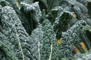 3 продукта, которые можно есть без ограничений 3 продукта, которые можно есть без ограничений